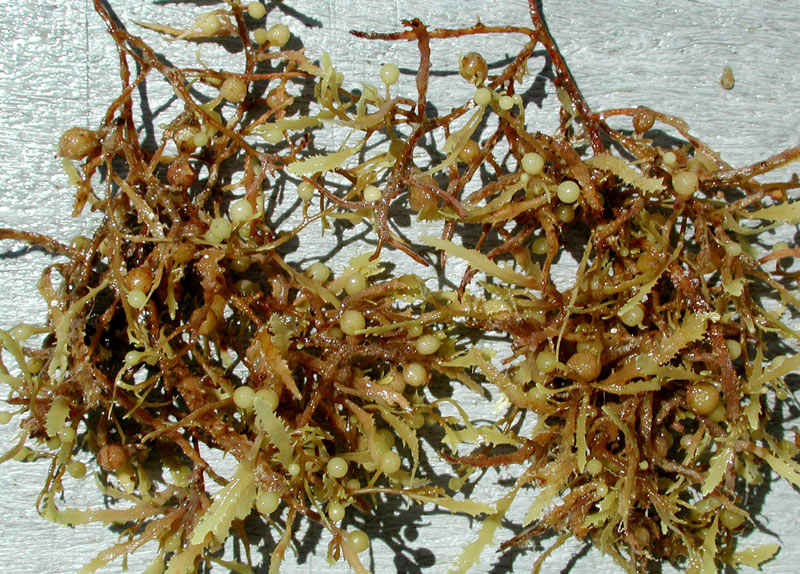 Seaweed Nav