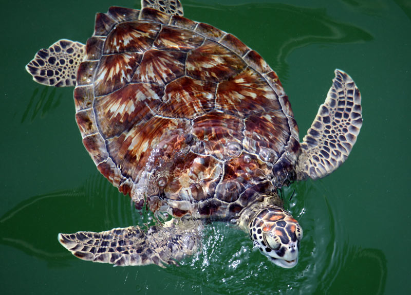 Sea Turtles Nav