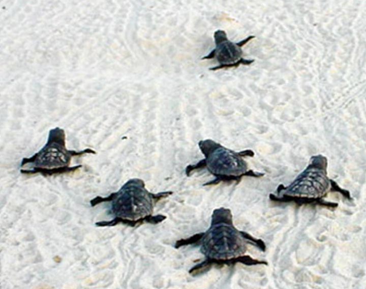Sea Turtles Blog Photo #1
